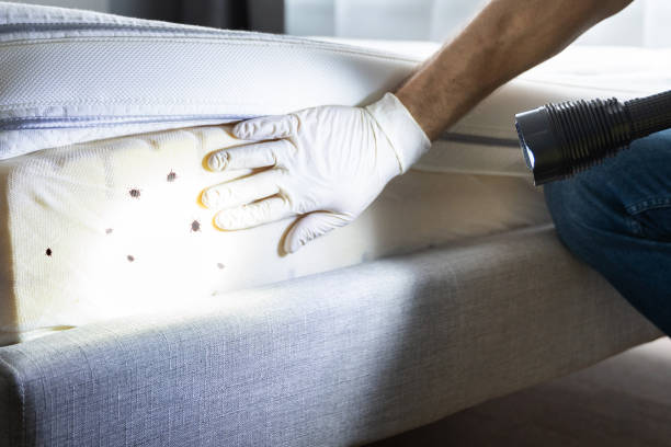 Flea Control Services in Bridge City, LA