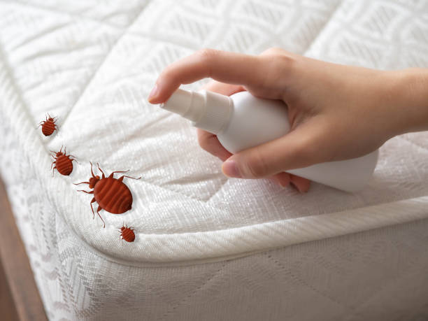 Best Local Pest Control Services  in Bridge City, LA