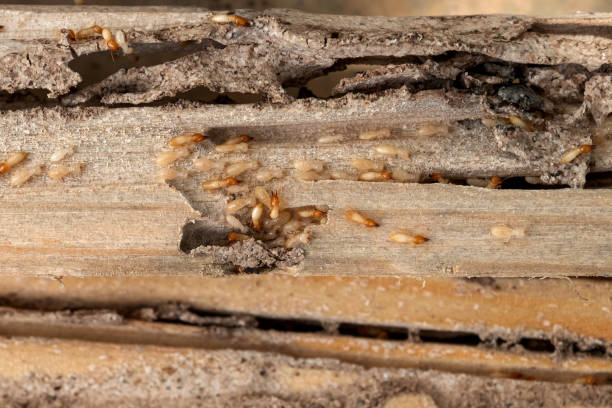 Pest Prevention Services in Bridge City, LA