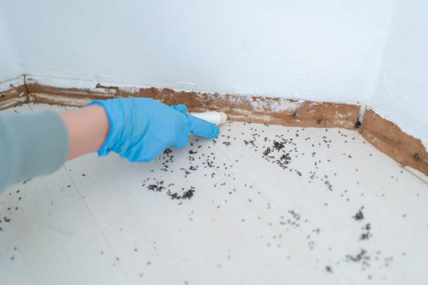 Best Cockroach Control Services  in Bridge City, LA